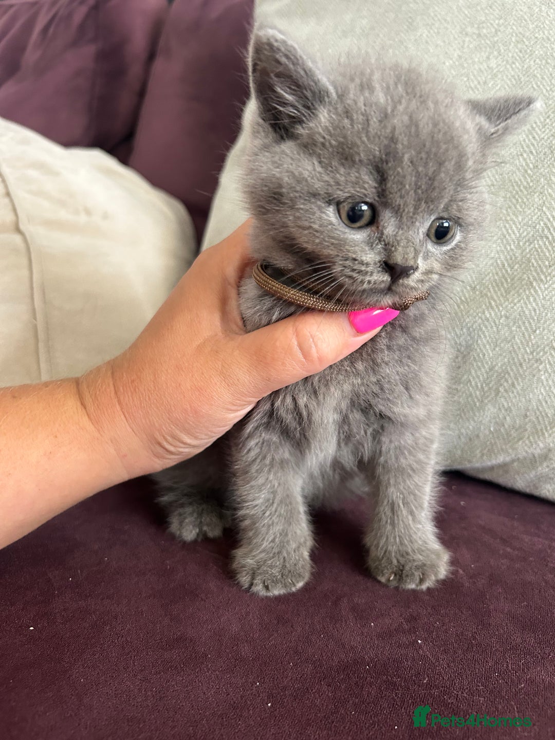British Shorthair cats for sale: pedigree GCCF kittens available in 2 weeks time! - Image 9