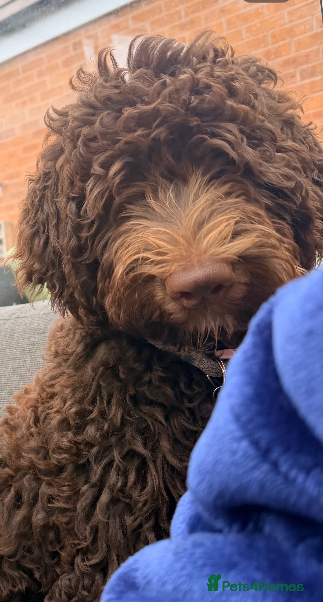 Bernedoodle dogs for sale: Rehoming Charlie Our chocolate Bernedoodle - Advert 3