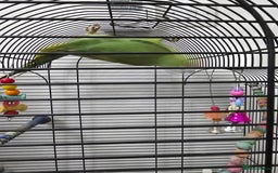 Ringnecks birds for sale: Ringneck with cage - Image 4