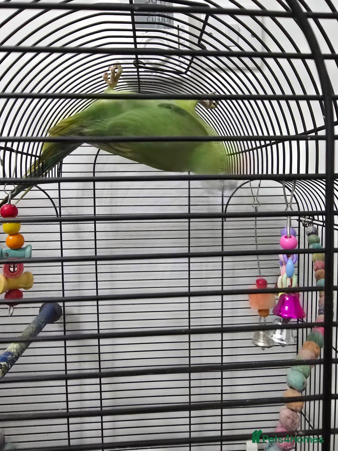Ringnecks birds for sale: Ringneck with cage - Image 4