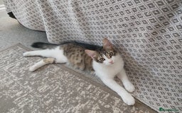 Mixed Breed cats for sale: beautiful 3mth old kittens 2 female ready to go - Image 5