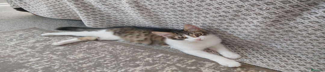 Mixed Breed Kitten 1