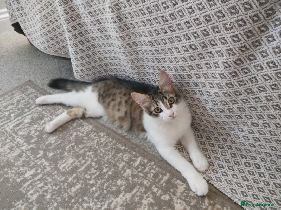 Mixed Breed cats for sale: beautiful 3mth old kittens 2 female ready to go - Image 5