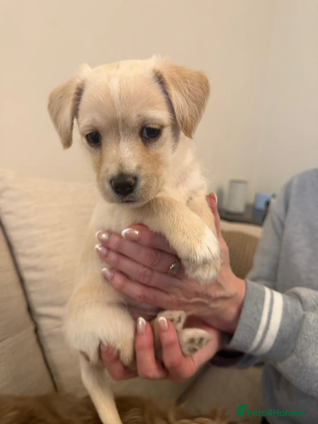 Jack Russell dogs for sale: Stunning Cream Puppy - Advert 1