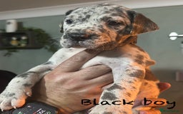 Great Dane dogs for sale: KC registered blue Great Dane puppies - Image 7