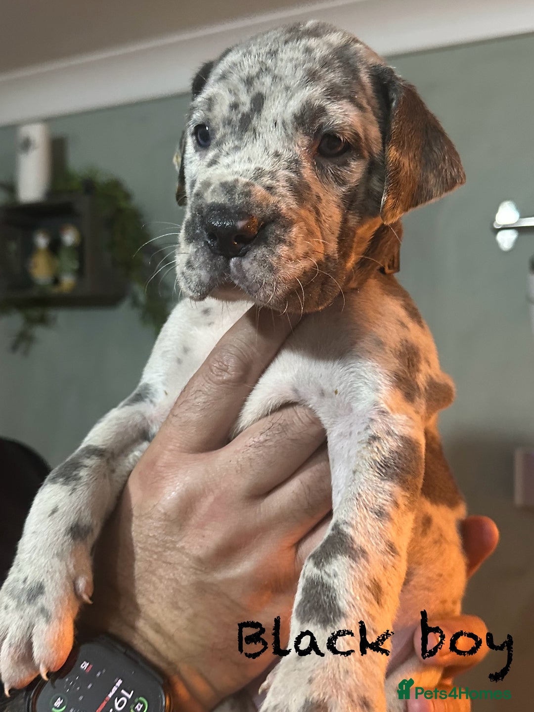 Great Dane dogs for sale: KC registered blue Great Dane puppies - Image 7