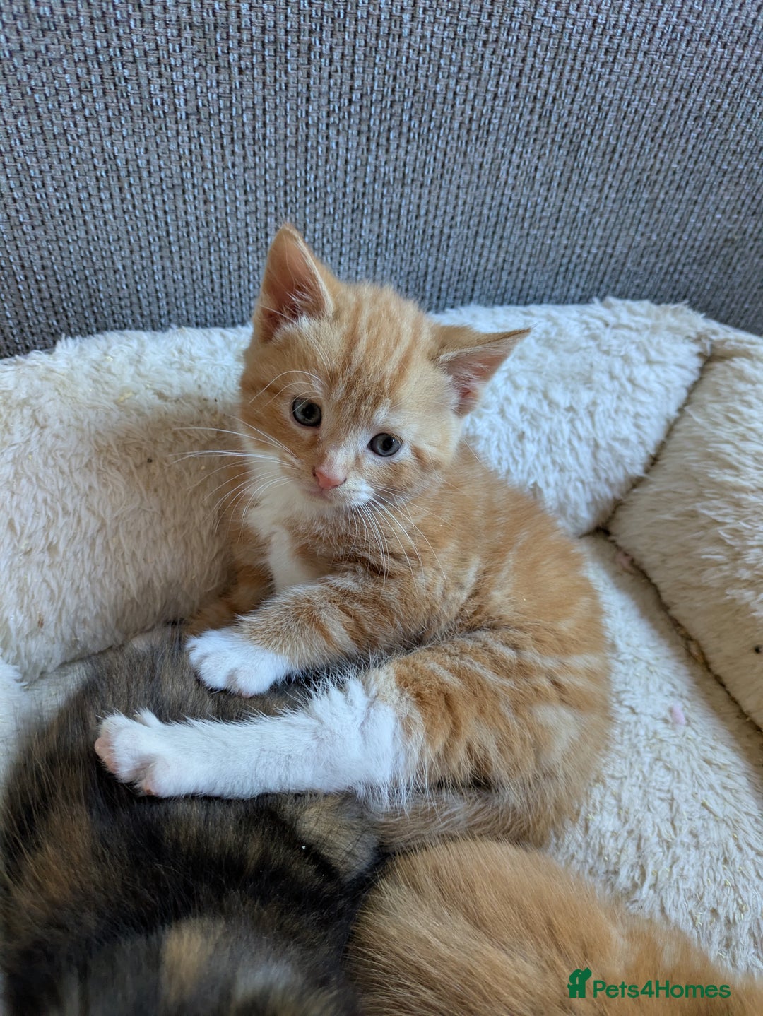 Mixed Breed cats for sale: Kittens 2 litters - Image 4