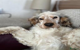 Cocker Spaniel dogs for stud: Handsome show cocker spaniel available for stud - Image 4