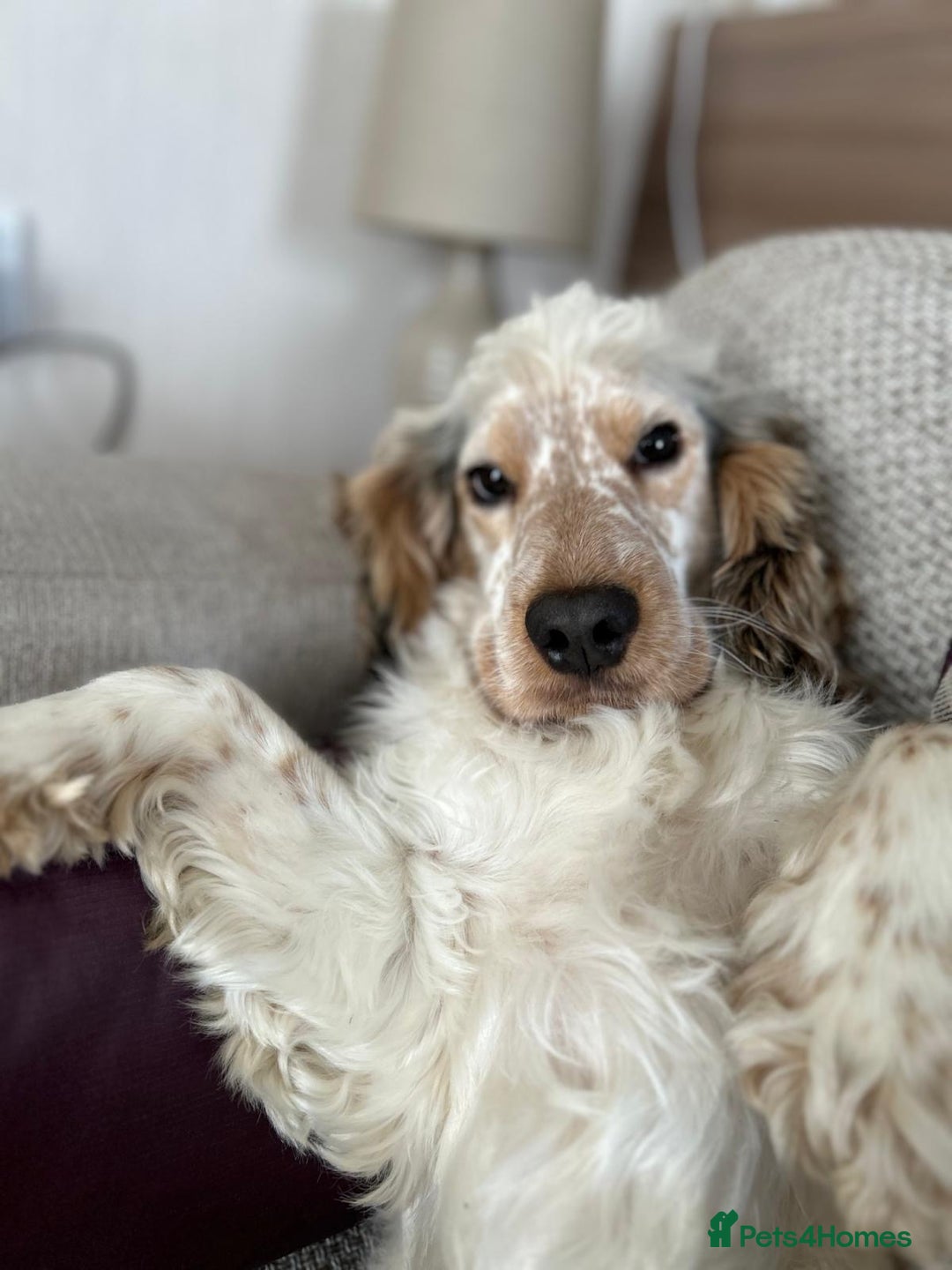 Cocker Spaniel dogs for stud: Handsome show cocker spaniel available for stud - Image 4
