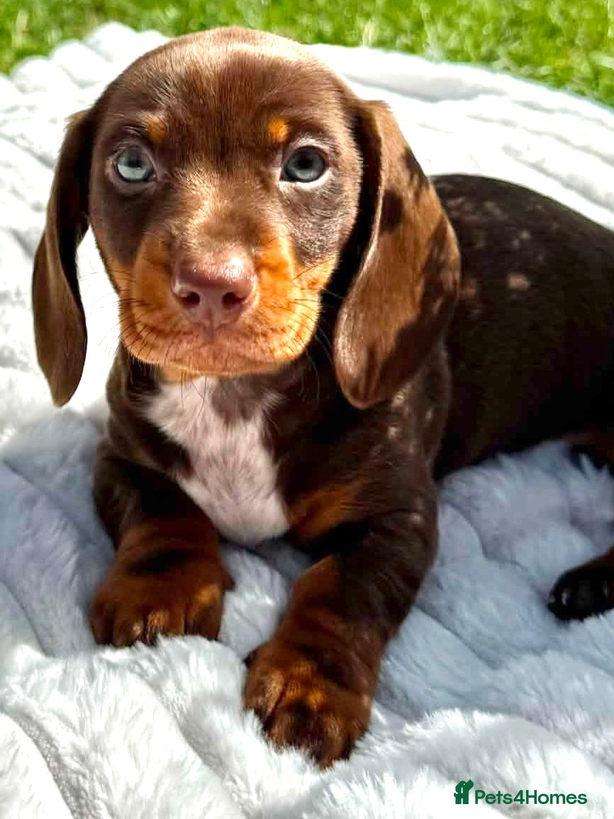 Miniature Dachshund dogs Miniature Dachshund Boys For Sale  - Advert 1
