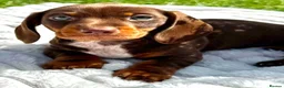 Miniature Dachshund dogs for sale: Miniature Dachshund Boys For Sale  in Blaenau Ffestiniog - Advert 1