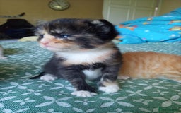 Mixed Breed cats for sale: 6 Gorgeous Kittens Looking for Forever Homes  - Image 14