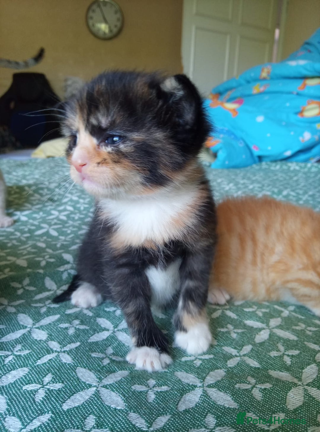 Mixed Breed cats for sale: 6 Gorgeous Kittens Looking for Forever Homes  - Image 14