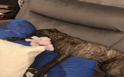 Mixed Breed dogs for sale: Cane corso cross boxer - Image 7