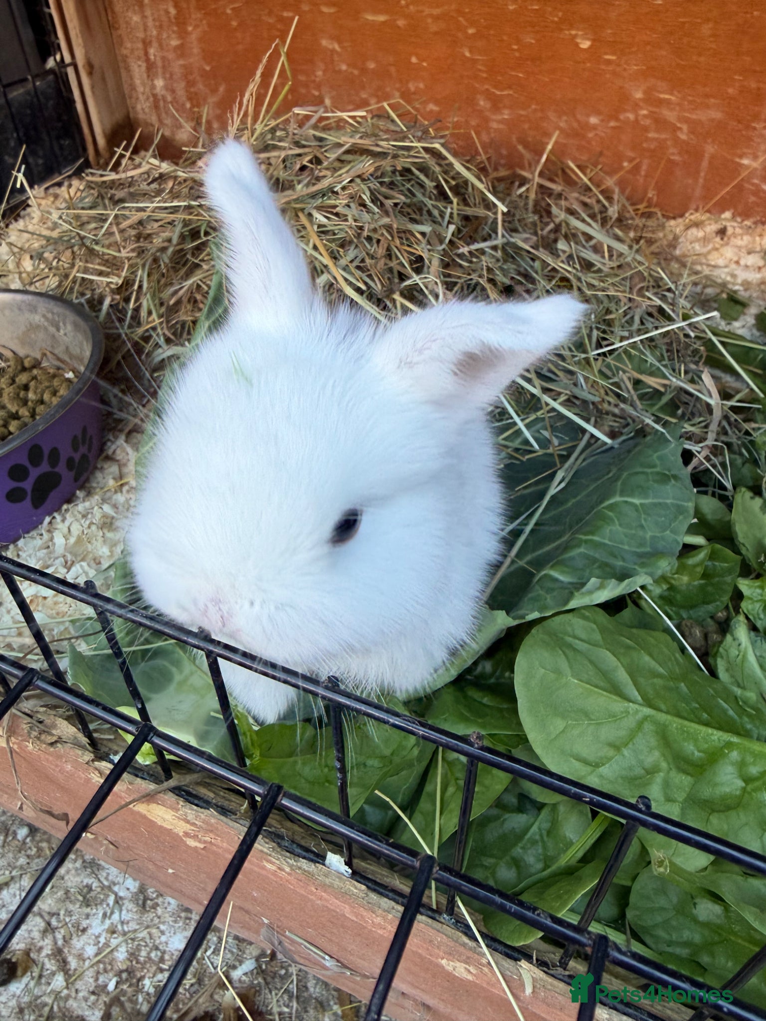 Mixed Breed rabbits 2 pure white lop mixed  - Advert 1
