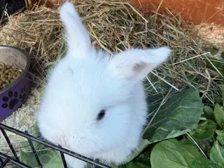 Mixed Breed rabbits 2 pure white lop mixed - Advert 1