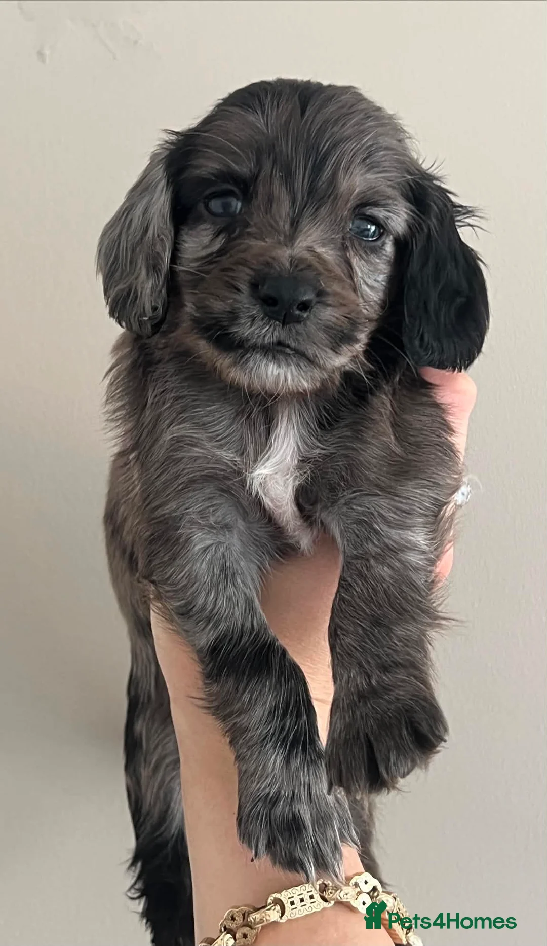 Cocker Spaniel dogs for sale: 4 beautiful cocker spaniel puppys 🤩 - Advert 2