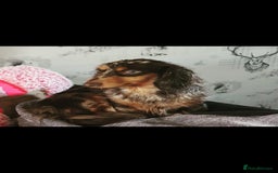 Dachshund dogs for sale: Miniature long hair dachsund puppy - Image 2
