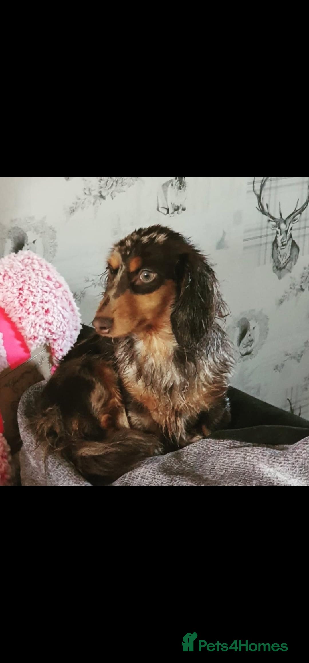 Dachshund dogs for sale: Miniature long hair dachsund puppy - Image 2