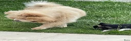 Chow Chow dogs for sale: Re-homing Ares in London - Advert 3