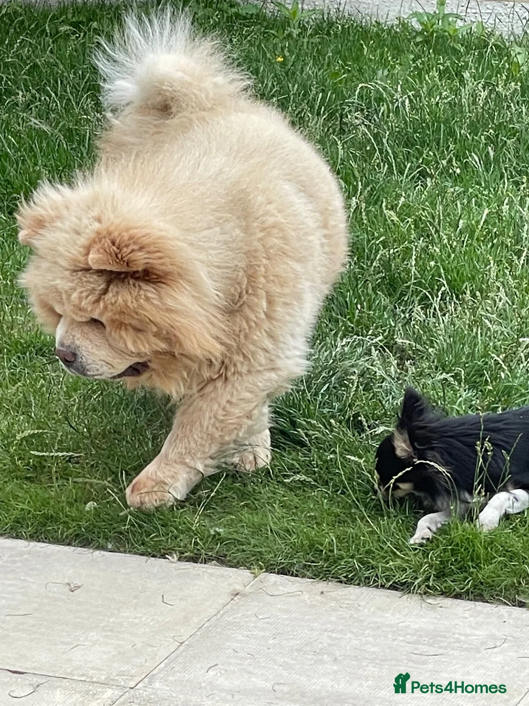 Chow Chow dogs for sale: Re-homing Ares in London - Advert 3