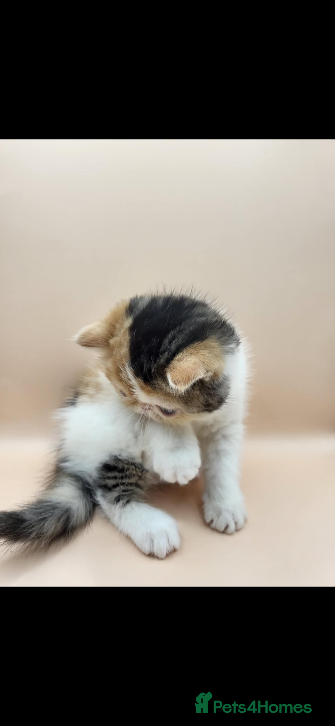 Exotic cats for sale: Exotic kittens  - Advert 24