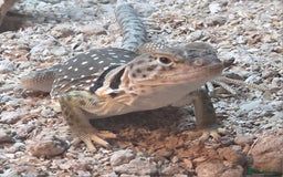 Lizard reptiles for sale: collared lizard - Image 1