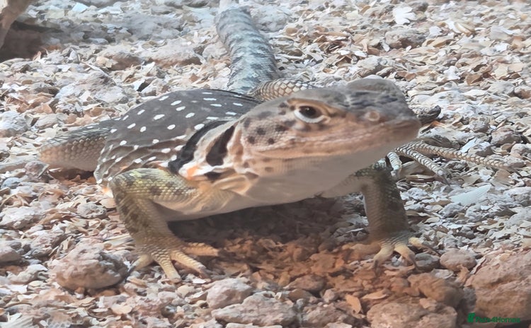 Lizard reptiles - Advert 4