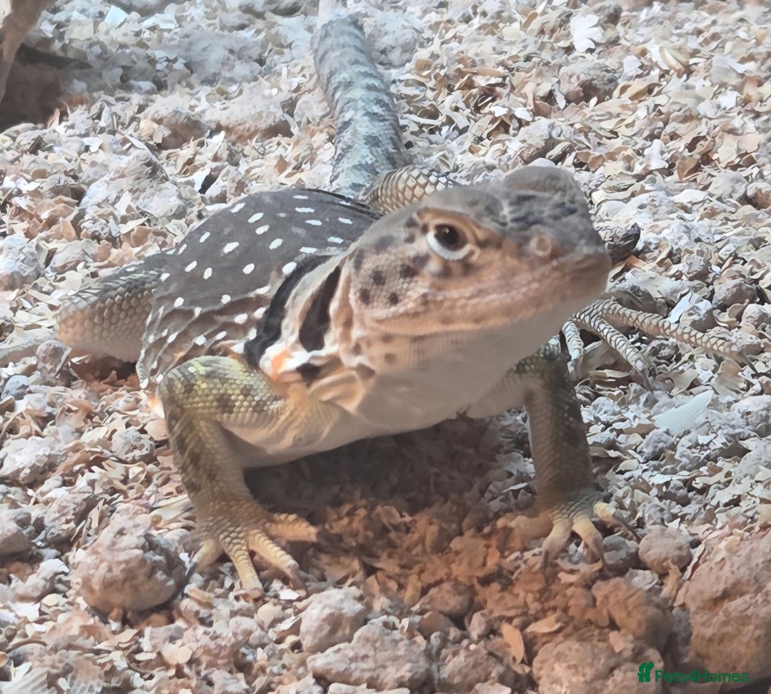 Lizard reptiles for sale: collared lizard - Image 1