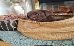 Labrador Retriever dogs for sale: Bundle of Chocolate Joy- Labrador Retrive Puppies - Image 28