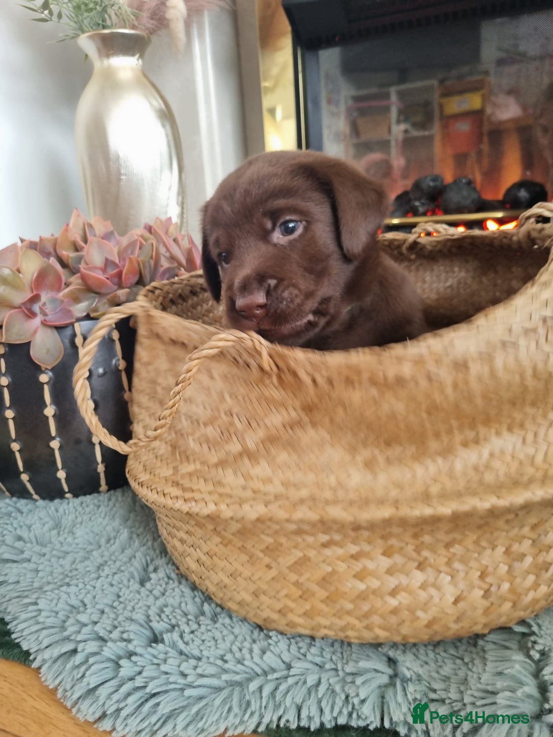Labrador Retriever dogs for sale: Bundle of Chocolate Joy- Labrador Retrive Puppies - Image 28