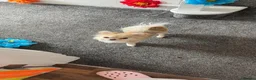 Chihuahua dogs for sale: 2 year old female chihuahua in Leeds - Advert 5