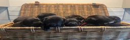 Labrador Retriever dogs for sale: KC registered, working, black Labrador puppies - Advert 3