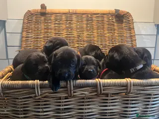 Labrador Retriever dogs KC registered, working, black Labrador puppies - Advert 10