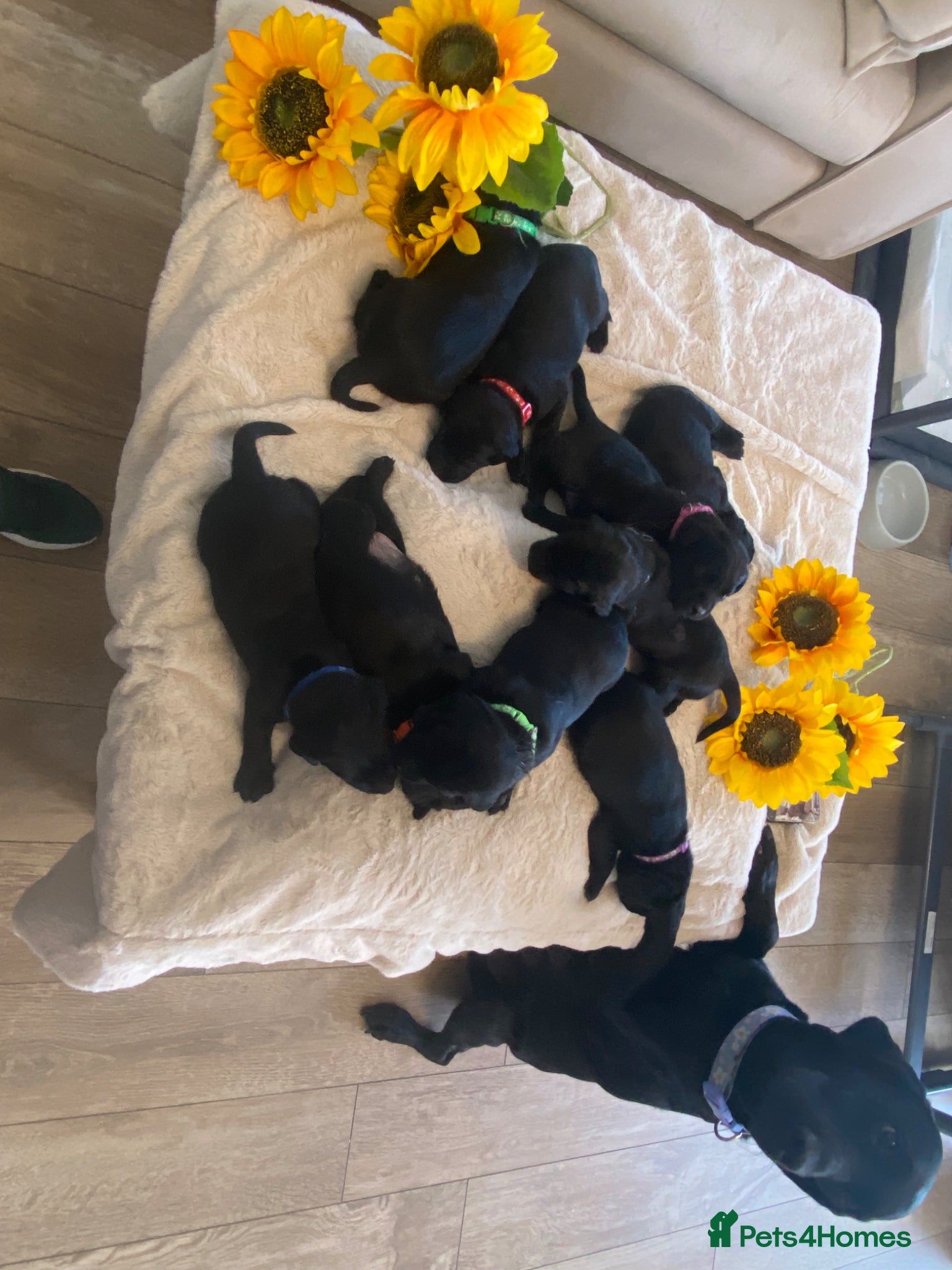 Labrador Retriever dogs Beautiful litter of Black Labradors  - Advert 13