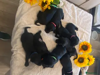 Labrador Retriever dogs Beautiful litter of Black Labradors - Advert 13