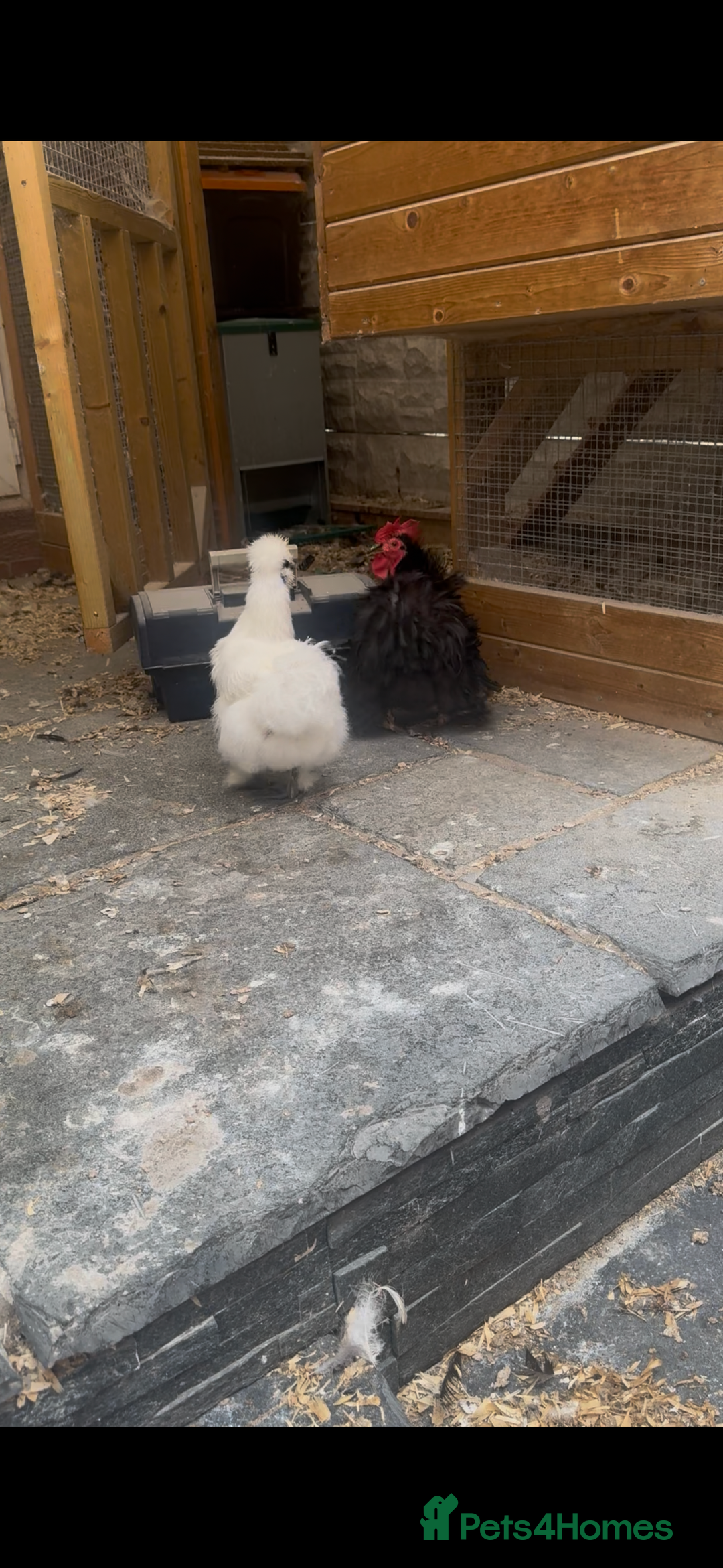Chickens poultry for sale: Bonded Bantams  - Image 2