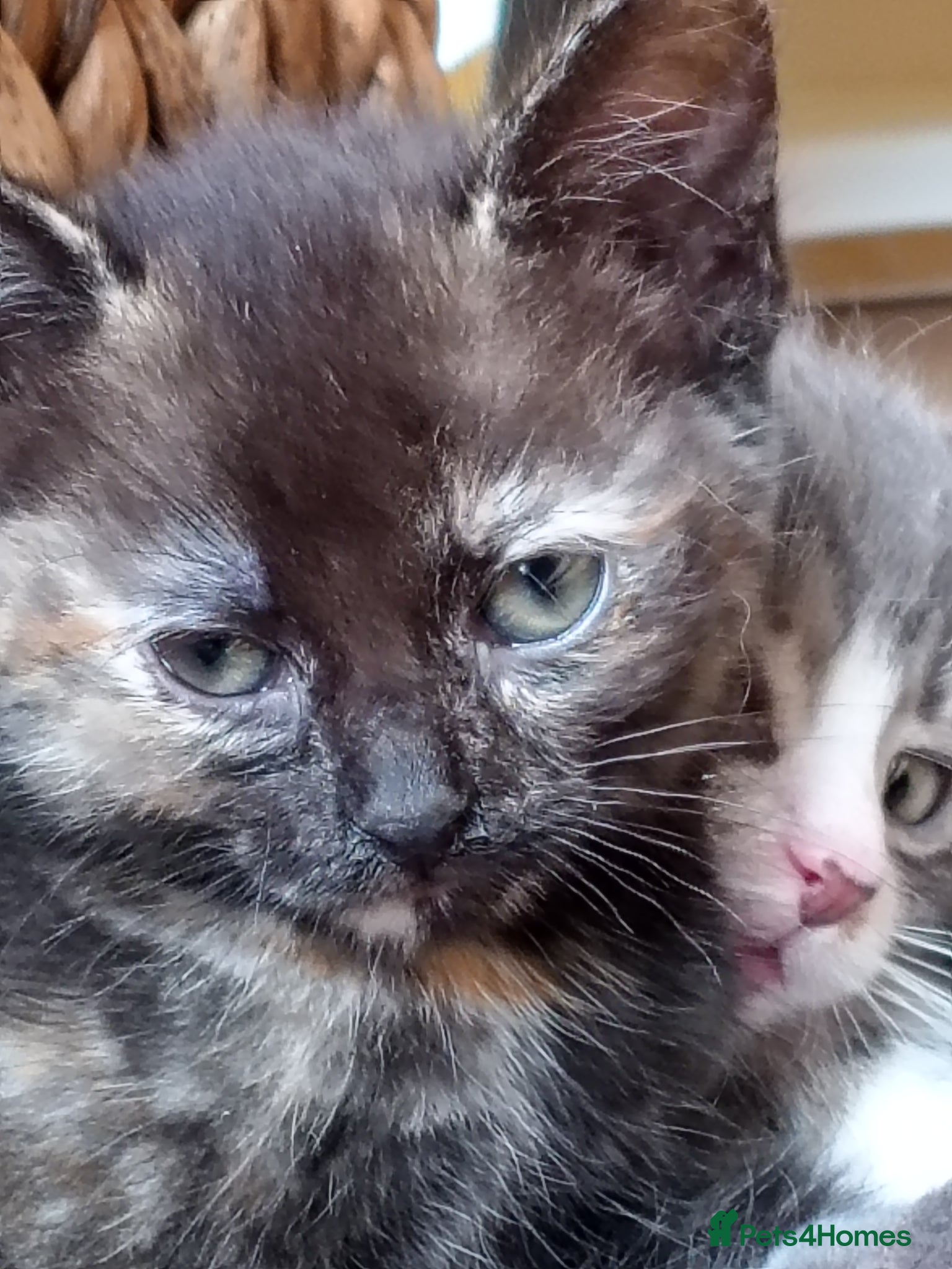Mixed Breed cats Adorable beautiful kittens  - Advert 2