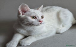 Domestic Shorthair cats for sale: Adorable, Playful Sisters Ready for a Loving Home - Image 5