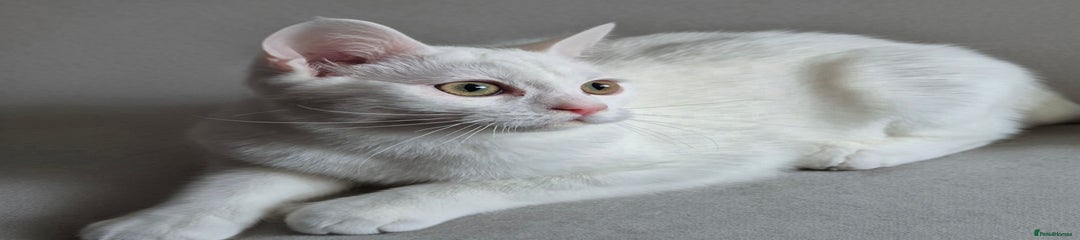 Domestic Shorthair Kitten 1