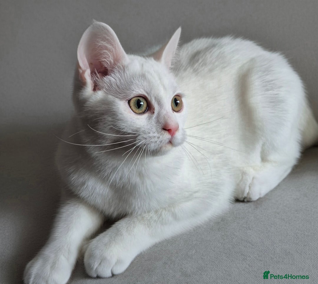 Domestic Shorthair cats for sale: Adorable, Playful Sisters Ready for a Loving Home - Image 5