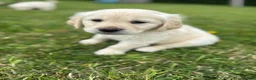 Goldador dogs for sale: GORGEOUS GOLDADOR’S - Advert 7