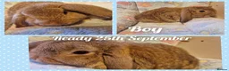 Mini Lop rabbits for sale: Mini lop kits.fully vaccinated&vetchecked - Advert 5