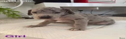 Great Dane dogs for sale: High Quality Great Dane Puppies - Advert 20
