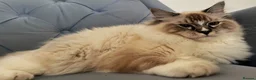 Ragdoll cats for stud: Proven Registered Stud - Advert 3