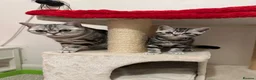 British Shorthair cats for sale: Silver tabby British shorthair Kittens  - Advert 6