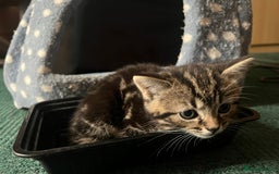 British Shorthair cats for sale: 3 kittens for sale - Advert 3