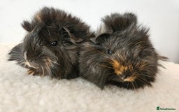 Guinea Pig rodents for sale: Baby female guinea pigs ready to reserve - Image 3