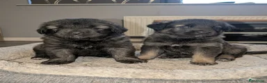 Mixed Breed Puppy 2