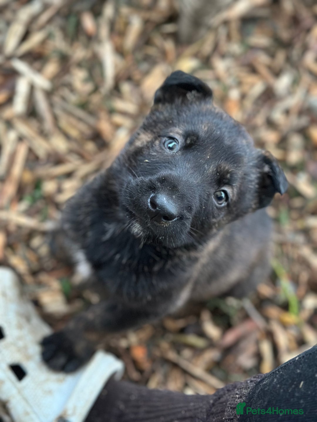 Mixed Breed dogs for sale: Dutch Herder Puppies  - Advert 1